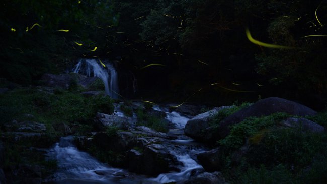 Сказки японского леса: магия светлячков