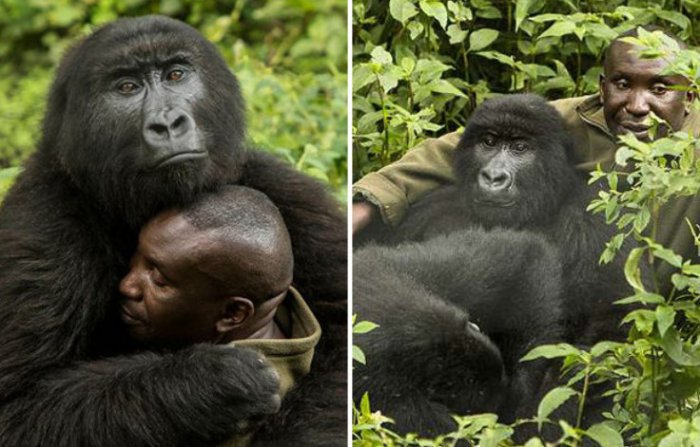 Две гориллы влюбились в своего смотрителя 1