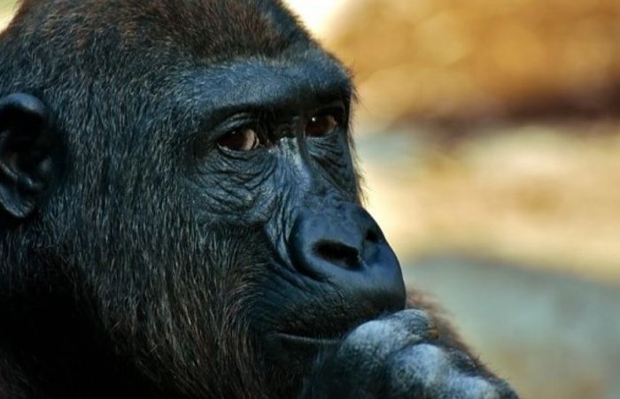 В США зафиксировали первый в мире случай заражения горилл коронавирусом